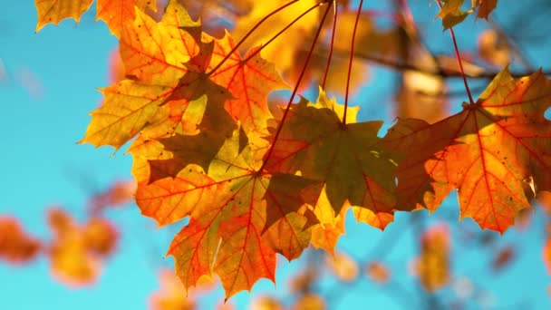 CERRAR: Las hojas de los árboles susurran en la brisa otoñal que sopla a través del colorido parque. — Vídeo de stock