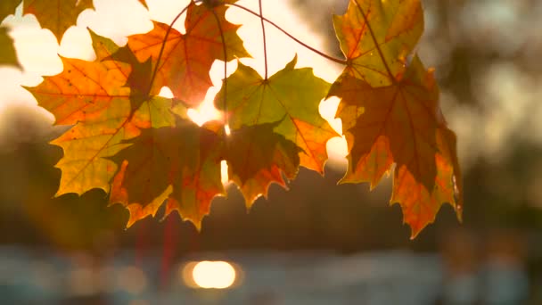 Κοντινό πλάνο: Ζεστό αεράκι μετακινεί ένα μικρό κλαδί και πολύχρωμα φύλλα στροφής στο ηλιοβασίλεμα — Αρχείο Βίντεο
