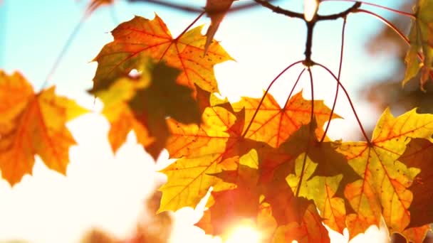 Uzavřete, DOF: Zlaté podzimní slunce svítí na nádherné barevné listy stromů. — Stock video