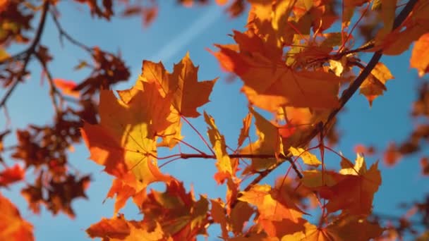 ZAMKNIJ, DOF Ciepła jesienna bryza wieje przez kolorowe korony drzew. — Wideo stockowe