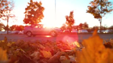 İki araba sonbahar renkli yaprakların ve bir otoparkın yanından geçiyor..