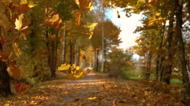 SLOW MOTION: Scenic shot of tree leaves falling from the canopies and onto trail — Stock Video