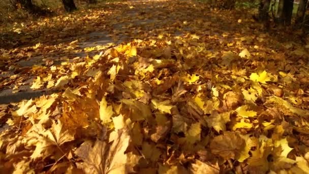 CLOSE UP: Heaps of turning leaves cover scenic asphalt path leading through park — Stock Video