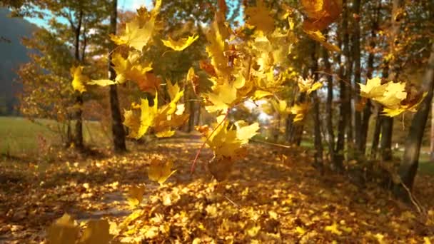 Sluiten omhoog: Prachtige draaiende bladeren vallen van de luifels in idyllisch park — Stockvideo
