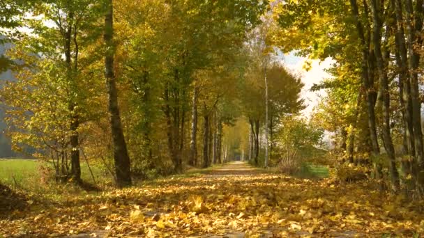 SLOW MOTION: Pittoreske opname van een prachtige wandelroute op een zonnige dag in de herfst. — Stockvideo