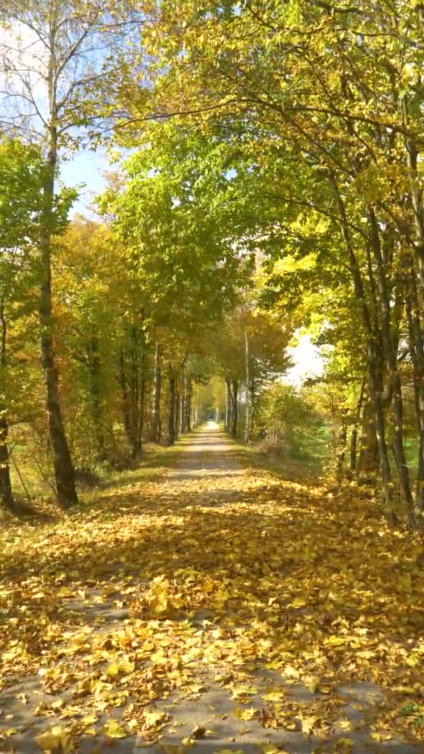 VERTICAL: Pittoreske opname van een prachtige wandeling op een zonnige dag in de herfst. — Stockvideo