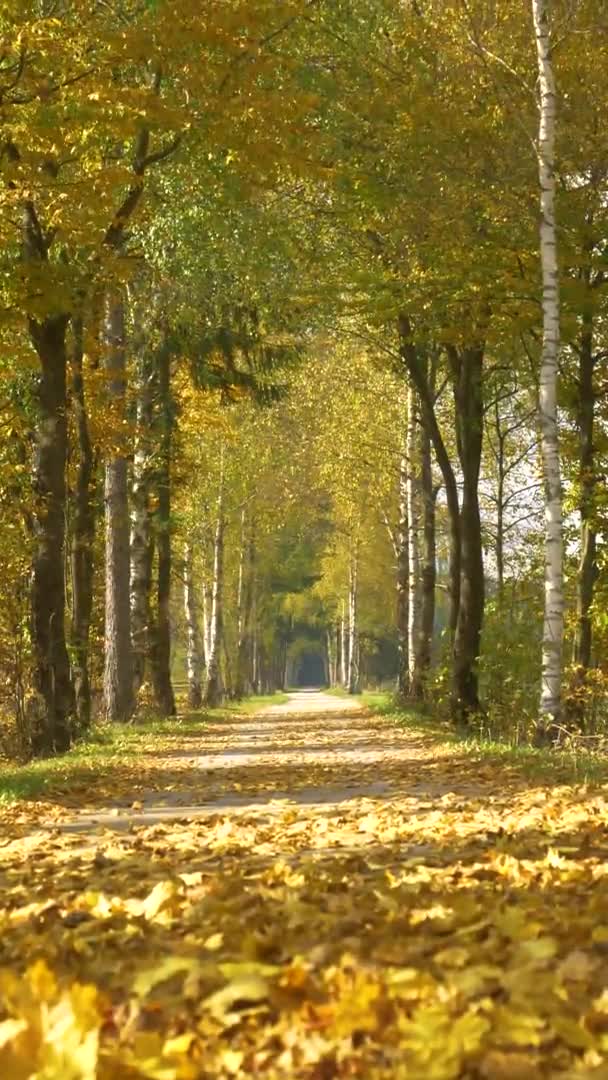 LOW ANGLE, DOF: Picturesque autumn colored avenue as a warm breeze blows by. — стоковое видео