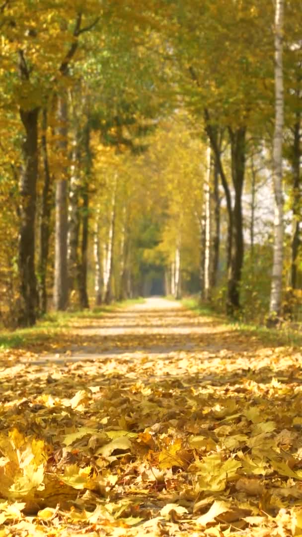 VERTICAL: Gorgeous golden tree leaves covering the asphalt path rustle in wind. — Stock Video