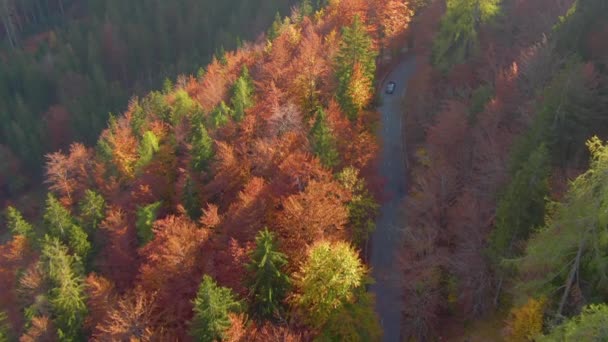 AERIAL: Létání nad barevnými lesy jako auta řídit po malebné silnici. — Stock video