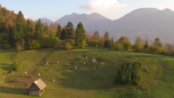 AERIAL: Létání nad pastvou dobytka a směrem k idylickému městu Bohinj na podzim. — Stock video