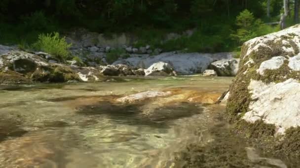 CERRAR: Corriente de montaña fría fluye a través del bosque tranquilo en un día soleado . — Vídeos de Stock