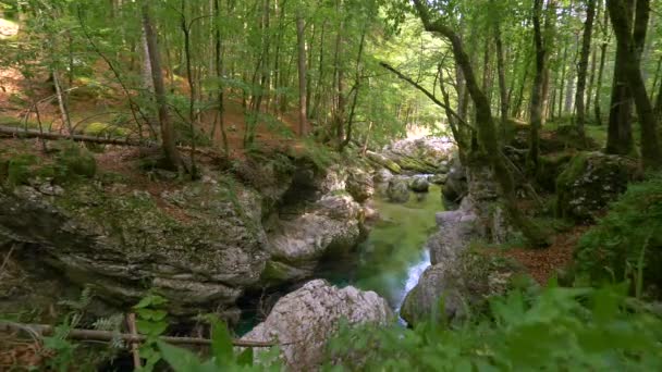FECHAR-SE, DOF: Lindo rio flui através da floresta tranquila na Eslovénia — Vídeo de Stock