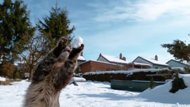 FECHAR UP: gato bonito tabby estende as patas e tenta pegar uma bola de neve. — Vídeo de Stock