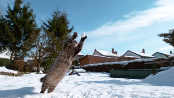 CERRAR: Lindo gato salta y extiende las patas en la bola de nieve volando hacia ella — Vídeos de Stock