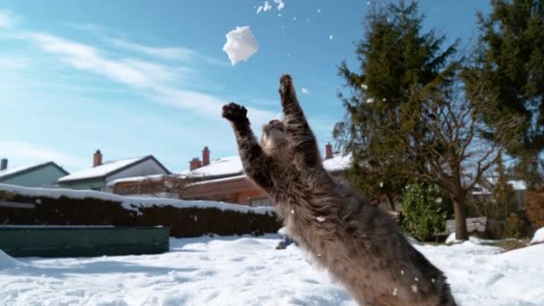 Sluiten omhoog: Frisky kitten probeert te vangen een brok sneeuw met zijn schattige poten. — Stockvideo
