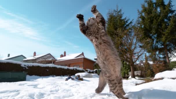 低角度:タビー猫は空中で雪玉をキャッチするためにその足で手を差し伸べます. — ストック動画