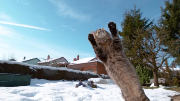 閉じる, DOF:毛むくじゃらの猫がジャンプし、その前足で雪玉をキャッチ. — ストック動画