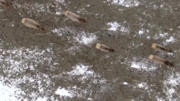 HAUT DE LA PAGE : Voler au-dessus d'un grand groupe de wapitis trébuchant sur un paysage enneigé . — Video