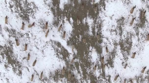 TOP DOWN Fliegen über einer Herde Wild, während es durch die verschneiten Ebenen wandert — Stockvideo