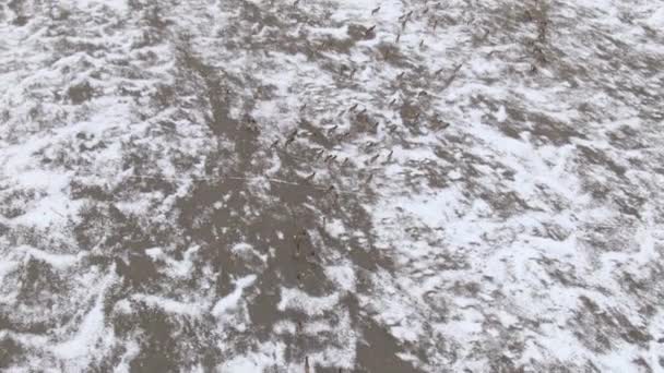 AERIAL: Voando alto acima da pradaria nevada como uma manada de alces migra no inverno. — Vídeo de Stock