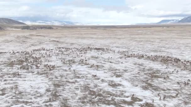 DRONE: Volando por encima de la pradera nevada mientras una manada de alces migra en invierno. — Vídeos de Stock
