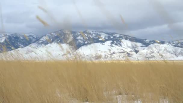 CLOSE UP: На засушливых полях в горах Монтана дуют сильные ветры . — стоковое видео