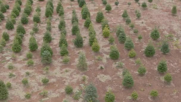 AERIAL: Voando sobre uma plantação de árvores de Natal na Floresta Nacional Olímpica. — Vídeo de Stock