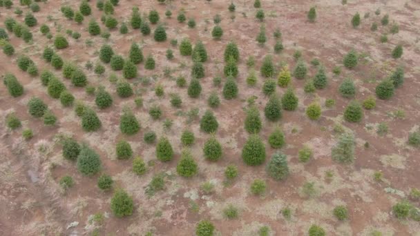 DRONE: Kleine groenblijvende bomen die groeien voordat ze worden gekapt voor kerst — Stockvideo