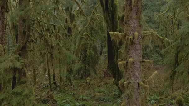 AERIAL: Flyger genom den mystiska Hoh Rainforest i regniga Pacific Northwest. — Stockvideo