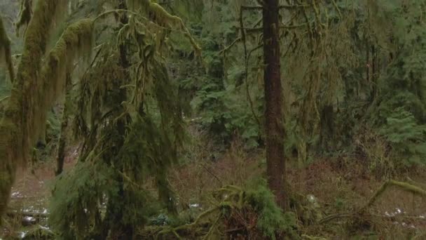 DRONE: Flying through the tranquil Hoh Rainforest in the rainy Pacific Northwest — Stock Video