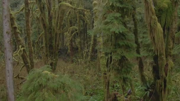 AERIAL: Fliegender Blick auf die moosbewachsenen Bäume im Olympic National Forest. — Stockvideo