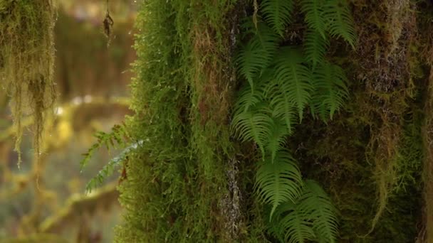 Koele regendruppels komen vast te zitten op de mossige boomstam in een oud bos.. — Stockvideo