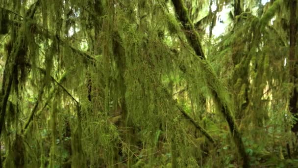 CLOSE UP: Scenisk bild av mosstäckta grenar i tät tempererad regnskog. — Stockvideo