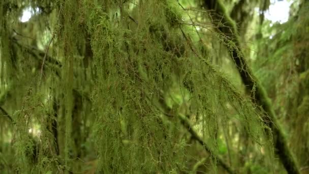 ZAMKNIJ, DOF: Zielony mech pokrywa gałęzie i pnie drzew w lasach deszczowych Hoh. — Wideo stockowe