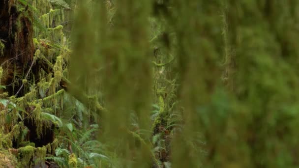 STÄNGA UPP: Scenisk bild av Hoh Rainforest i tempererade Stilla Havet nordväst. — Stockvideo