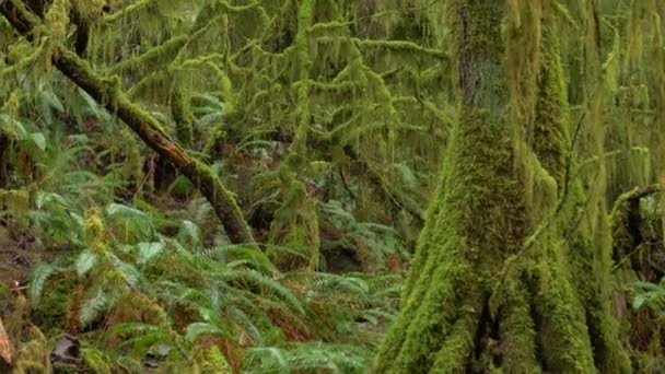 CLOSE UP Vibrerande grön mossa täcker träden djupt i den olympiska nationalskogen — Stockvideo