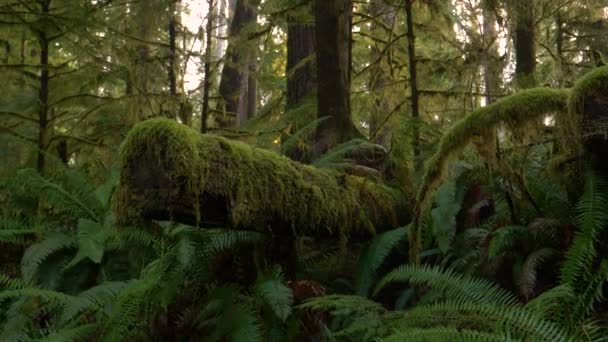 CLOSE UP: Oude boom omgehakt in Hoh Rainforest is bedekt met weelderig groen mos. — Stockvideo