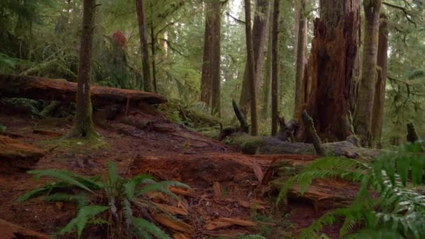 FERMETURE : Le vieux tronc se décompose profondément dans la forêt luxuriante de la péninsule olympique pluvieuse. — Video