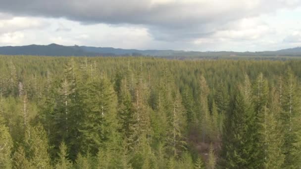 AERIAL: Flying over dense spruce forest covering the Olympic National Park. — Stock Video