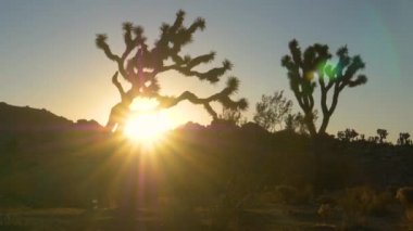 Altın güneş ışınları Mojave Çölü 'ndeki ünlü Joshua ağaçlarını aydınlatıyor..
