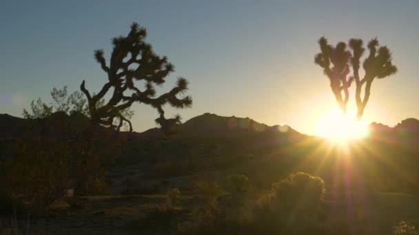 SUN FLARE : Vue panoramique de silhouettes de palmiers Yucca dans un désert chaud au lever du soleil — Video