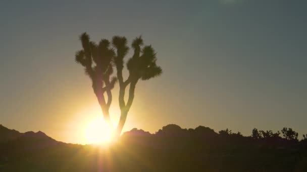 ZÁRVA fel: Yucca pálmafa nő a Mojave sivatagban világítja meg a napfelkelte — Stock videók