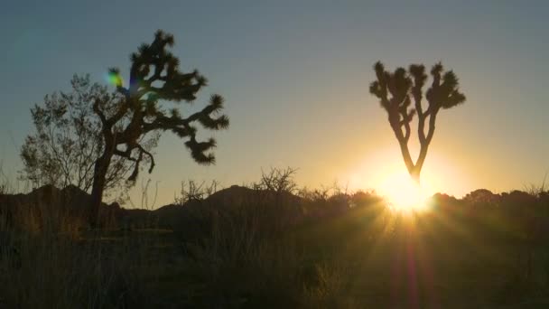 AERIAL Scenic felvétel a körvonal yucca pálmafa Mojave sivatagban napkeltekor — Stock videók