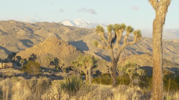 AERIAL: Vista panorámica del famoso parque nacional Joshua Tree en una tarde soleada . — Vídeo de stock
