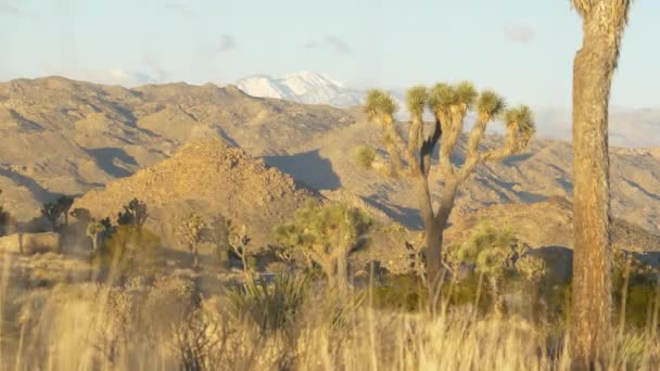 AERIAL Touristen fahren bei sonnigem Wetter in Geländewagen durch den Joshua-Tree-Nationalpark — Stockvideo