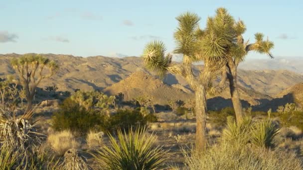 Mojave çölünün derinliklerinde kayalık tepelerle çevrili yukka ağaçlarının resimli görüntüsü. — Stok video