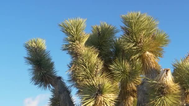 Mojave Çölü 'nün kurak koşullarında büyüyen yukka palmiyesinin detaylı görüntüsü — Stok video