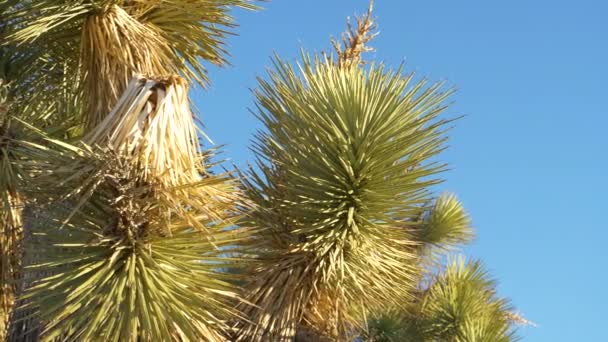 CLOSE UP: Detailed view of sharp needles covering the canopy of a yucca palm — Stock Video