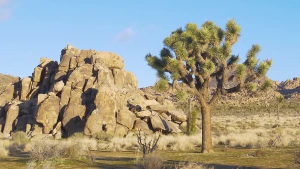 コピースペース:大きな岩の山の横に成長しているユッカのヤシの風景写真. — ストック動画