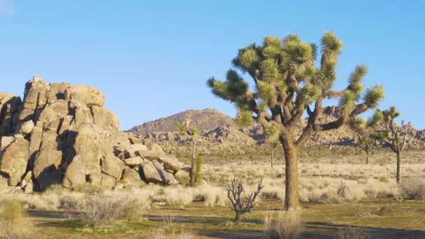 COPY SPACE: Pittoresk uitzicht op Joshua bomen verspreid over de Mojave woestijn. — Stockvideo